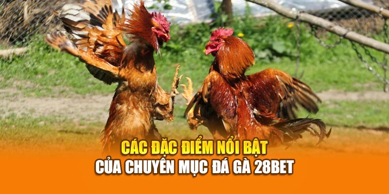 Đá Gà 28BET - Trực Tiếp Đá Gà Thomo CPC1, CPC2, CPC3 2 Các đặc điểm nổi bật của chuyên mục đá gà 28bet